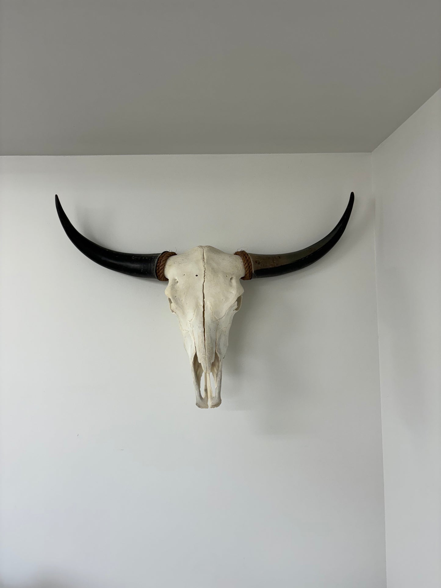 Yak Skull